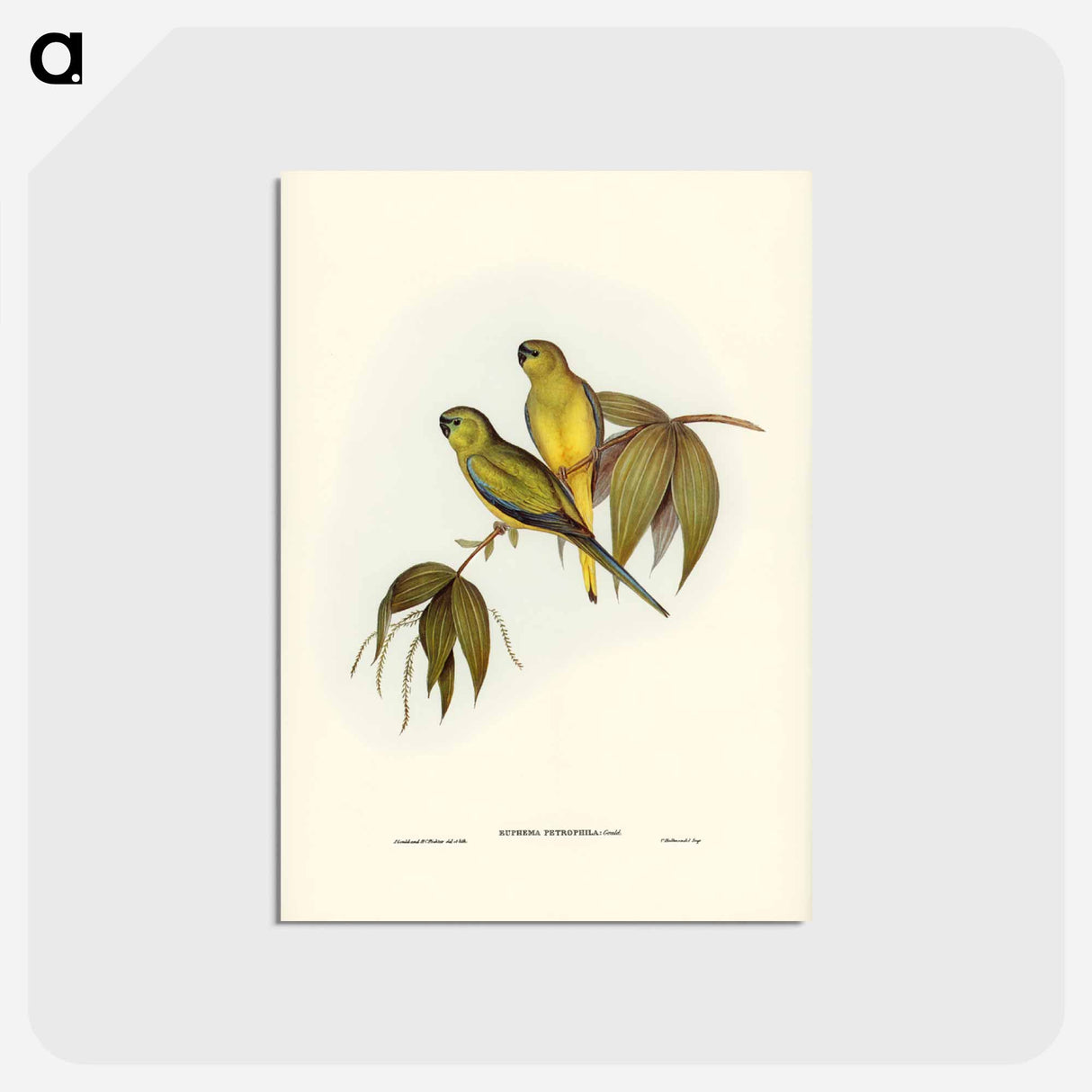 アートポストカード-Rock Grass-Parakeet
 - ジョン グールド Postcard.