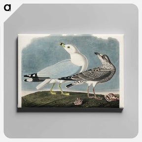 アートパネル-Common American Gull
 - ジョン ジェームス オーデュボン Canvas.