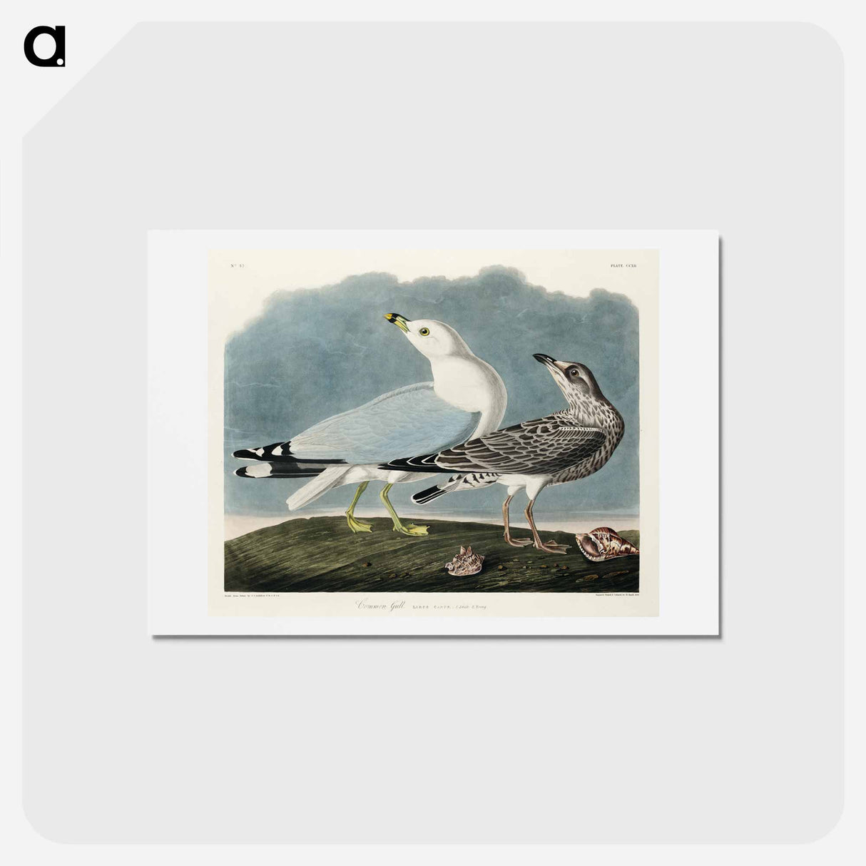 アートポストカード-Common American Gull
 - ジョン ジェームス オーデュボン Postcard.