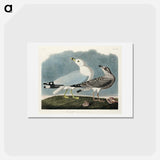 アートポストカード-Common American Gull
 - ジョン ジェームス オーデュボン Postcard.