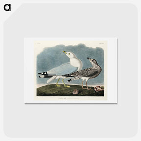 アートポストカード-Common American Gull
 - ジョン ジェームス オーデュボン Postcard.