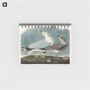 アートメモ帳-Common American Gull
 - ジョン ジェームス オーデュボン Memo.