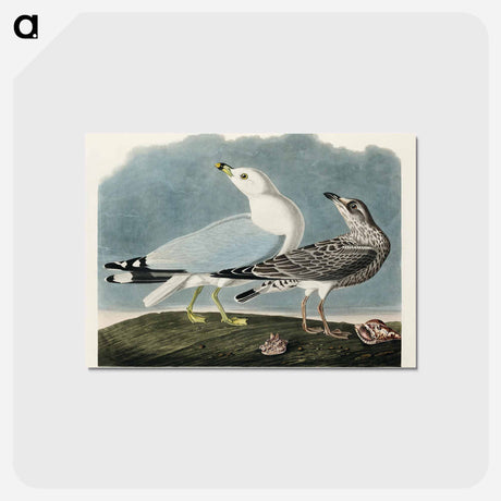 アートポストカード-Common American Gull
 - ジョン ジェームス オーデュボン Postcard.