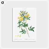 アートポストカード-Argentine senna - ピエール ジョゼフ ルドゥーテ Postcard.