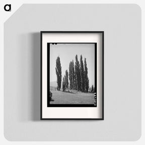 アートポスター-Lombardy Poplars, Box Elder County
 - ラッセル リー Poster.