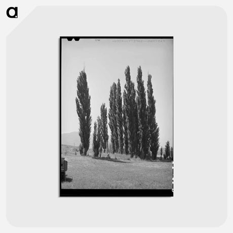 アートポストカード-Lombardy Poplars, Box Elder County
 - ラッセル リー Postcard.
