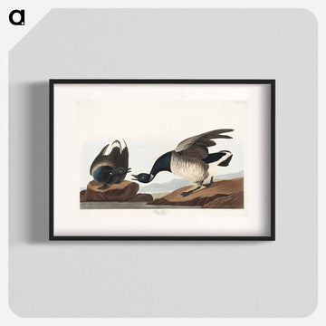 Brant Goose from Birds of America
 - アメリカの鳥たち Poster.