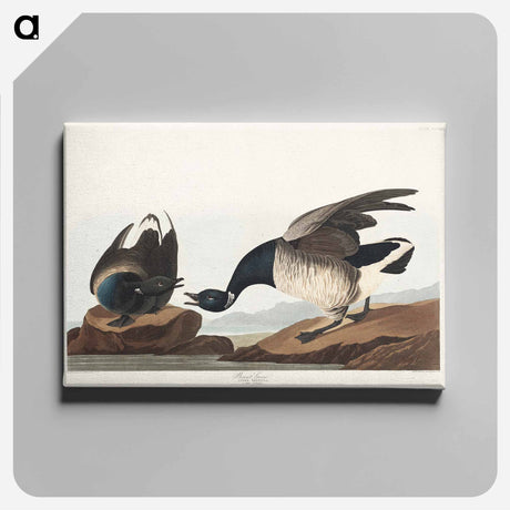 アートパネル-Brant Goose from Birds of America
 - アメリカの鳥たち Canvas.