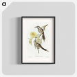 アートポスター-Lunulated Wattle Bird
 - オーストラリアの鳥 Poster.