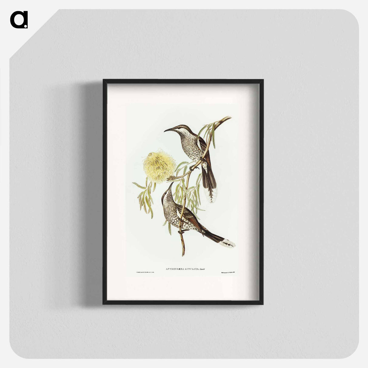 アートポスター-Lunulated Wattle Bird
 - オーストラリアの鳥 Poster.