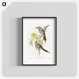 アートポスター-Lunulated Wattle Bird
 - オーストラリアの鳥 Poster.