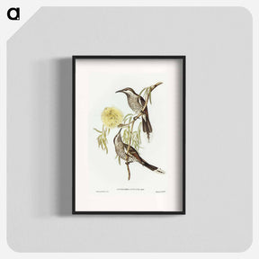 アートポスター-Lunulated Wattle Bird
 - オーストラリアの鳥 Poster.