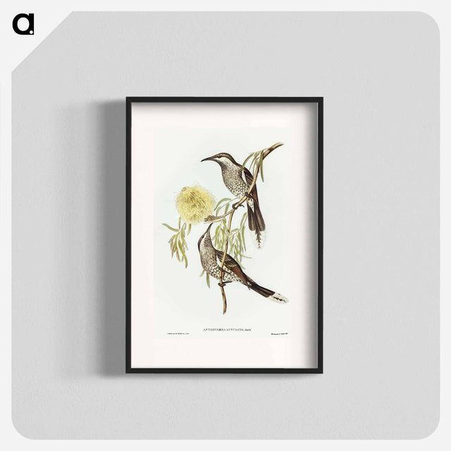 アートポスター-Lunulated Wattle Bird
 - オーストラリアの鳥 Poster.