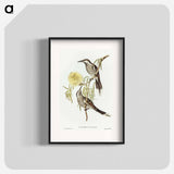 Lunulated Wattle Bird
 - オーストラリアの鳥 Poster.