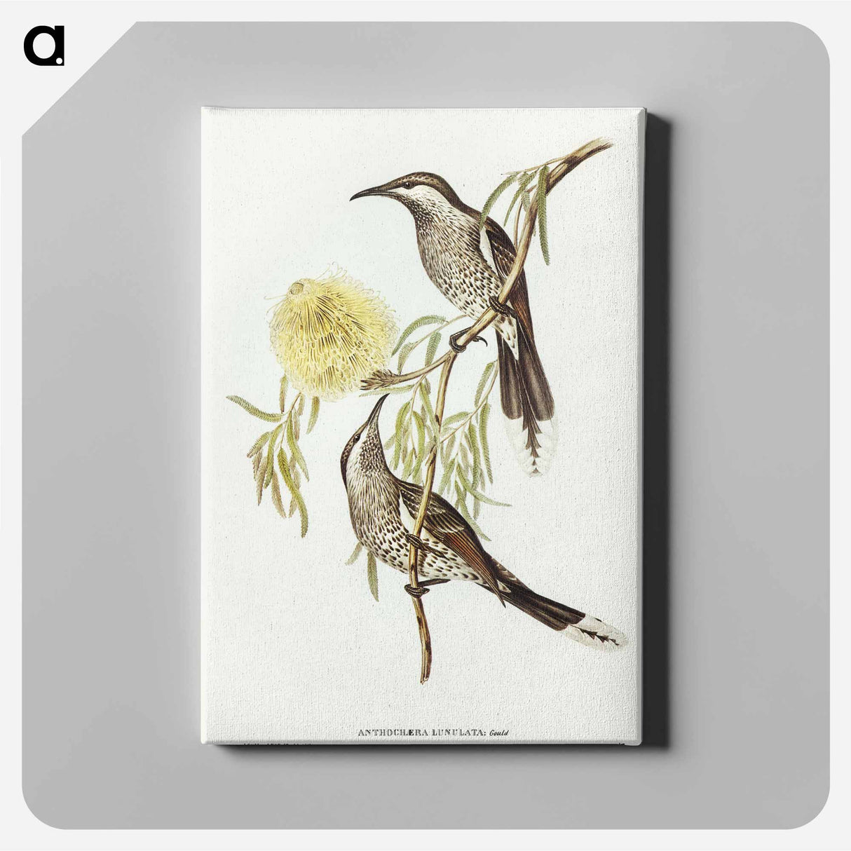 Lunulated Wattle Bird
 - オーストラリアの鳥 Canvas.