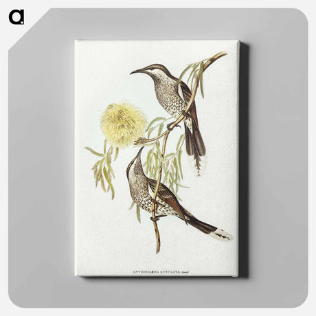 アートパネル-Lunulated Wattle Bird
 - オーストラリアの鳥 Canvas.