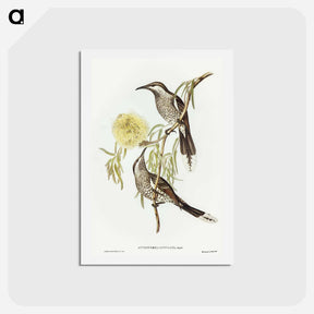 アートポストカード-Lunulated Wattle Bird
 - オーストラリアの鳥 Postcard.