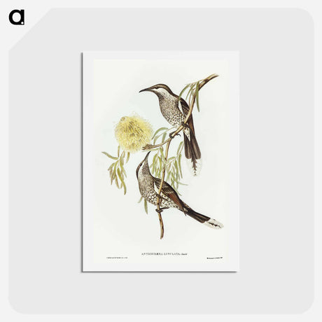 アートポストカード-Lunulated Wattle Bird
 - オーストラリアの鳥 Postcard.