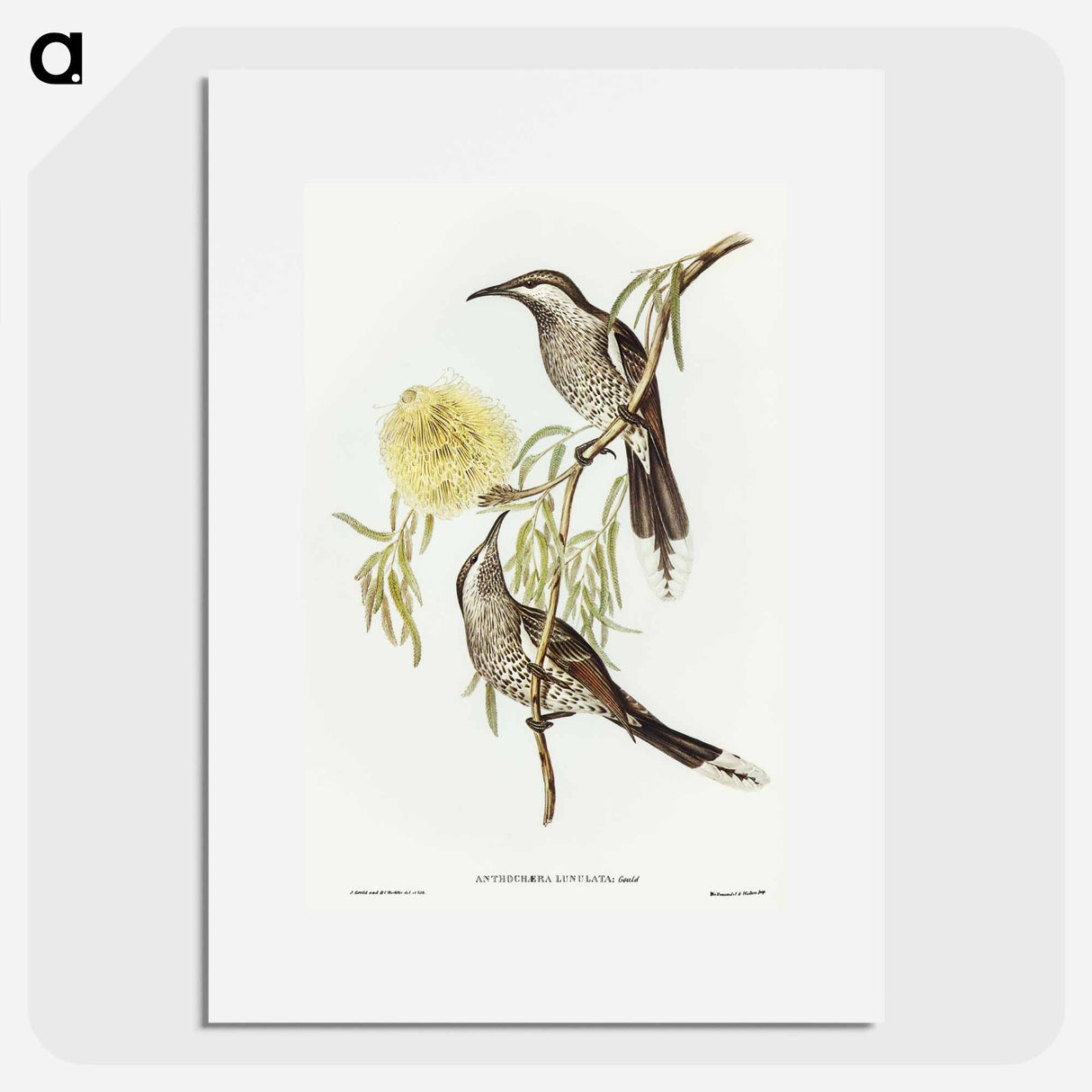 アートポスター-Lunulated Wattle Bird
 - オーストラリアの鳥 Poster.
