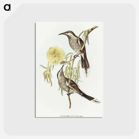 アートポストカード-Lunulated Wattle Bird
 - オーストラリアの鳥 Postcard.