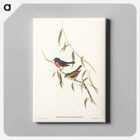 アートパネル-Pink-breasted Wood-robin
 - ジョン グールド Canvas.