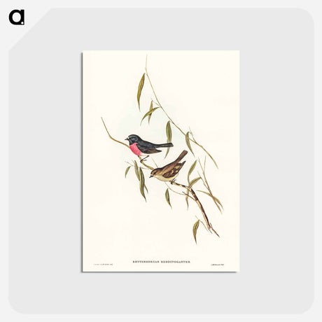 アートポストカード-Pink-breasted Wood-robin
 - ジョン グールド Postcard.