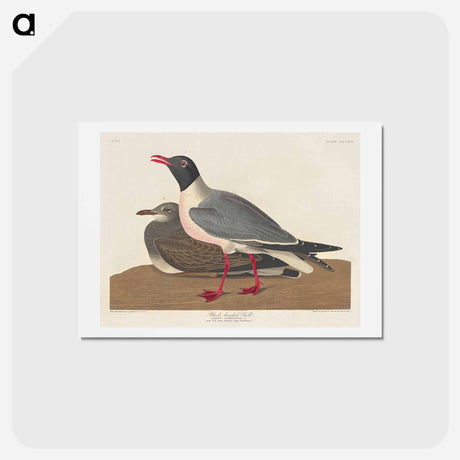 アートポストカード-Black-headed Gull
 - ジョン ジェームス オーデュボン Postcard.
