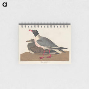 アートメモ帳-Black-headed Gull
 - ジョン ジェームス オーデュボン Memo.