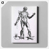 アートパネル-Musculature of the Human Body
 - 国立医学図書館 Canvas.