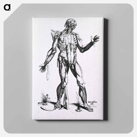 アートパネル-Musculature of the Human Body
 - 国立医学図書館 Canvas.