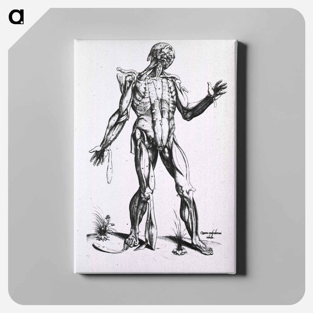 アートパネル-Musculature of the Human Body
 - 国立医学図書館 Canvas.