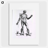 アートポスター-Musculature of the Human Body
 - 国立医学図書館 Poster.