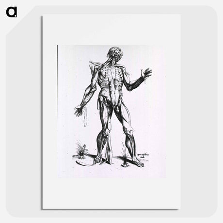 アートポスター-Musculature of the Human Body
 - 国立医学図書館 Poster.