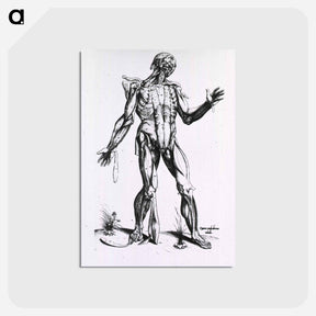 アートポストカード-Musculature of the Human Body
 - 国立医学図書館 Postcard.