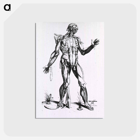 アートポストカード-Musculature of the Human Body
 - 国立医学図書館 Postcard.