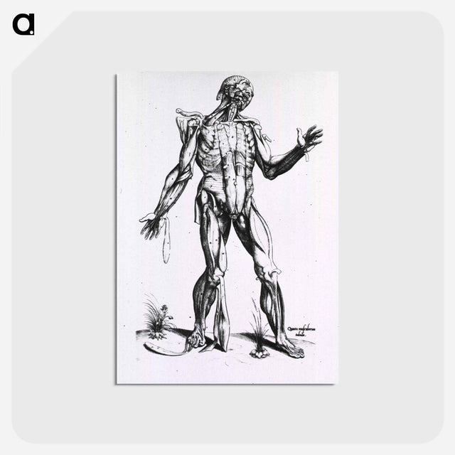 アートポストカード-Musculature of the Human Body
 - 国立医学図書館 Postcard.