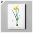 アートパネル-Daffodil illustration - ピエール ジョゼフ ルドゥーテ Canvas.