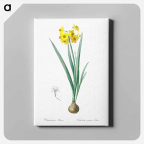 アートパネル-Daffodil illustration - ピエール ジョゼフ ルドゥーテ Canvas.