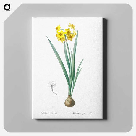 アートパネル-Daffodil illustration - ピエール ジョゼフ ルドゥーテ Canvas.
