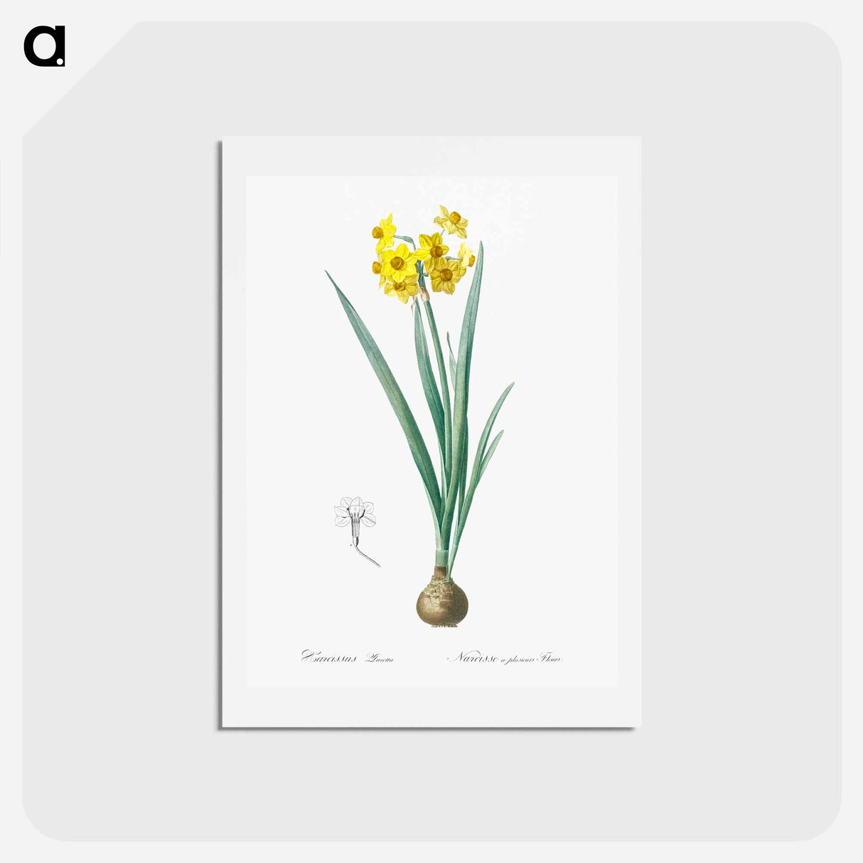 アートポストカード-Daffodil illustration - ピエール ジョゼフ ルドゥーテ Postcard.