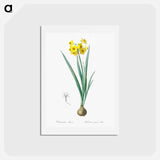 アートポストカード-Daffodil illustration - ピエール ジョゼフ ルドゥーテ Postcard.