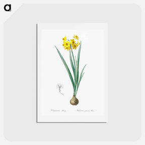 アートポストカード-Daffodil illustration - ピエール ジョゼフ ルドゥーテ Postcard.