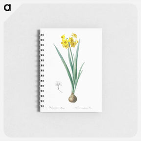 アートメモ帳-Daffodil illustration - ピエール ジョゼフ ルドゥーテ Memo.