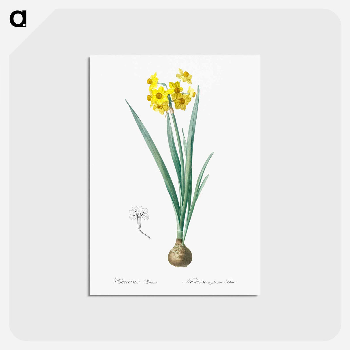 アートポストカード-Daffodil illustration - ピエール ジョゼフ ルドゥーテ Postcard.