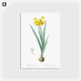 アートポストカード-Daffodil illustration - ピエール ジョゼフ ルドゥーテ Postcard.