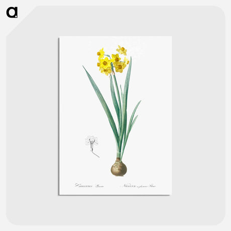 アートポストカード-Daffodil illustration - ピエール ジョゼフ ルドゥーテ Postcard.