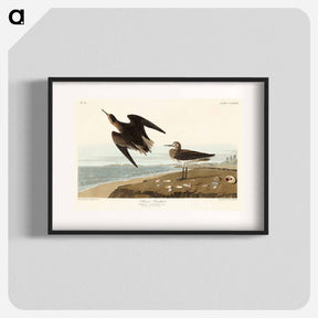 アートポスター-Schinz's Sandpiper from Birds of America
 - アメリカの鳥たち Poster.