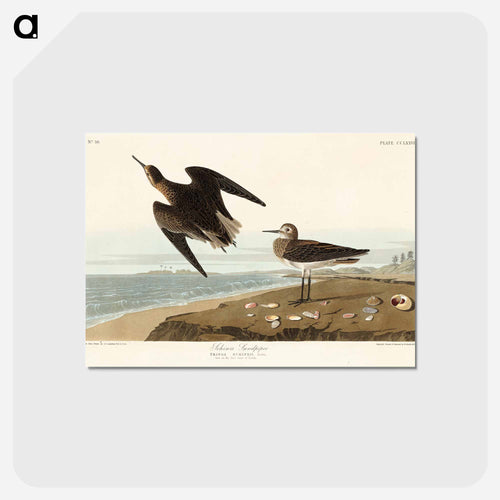 Schinz's Sandpiper from Birds of America
 - アメリカの鳥たち Postcard.