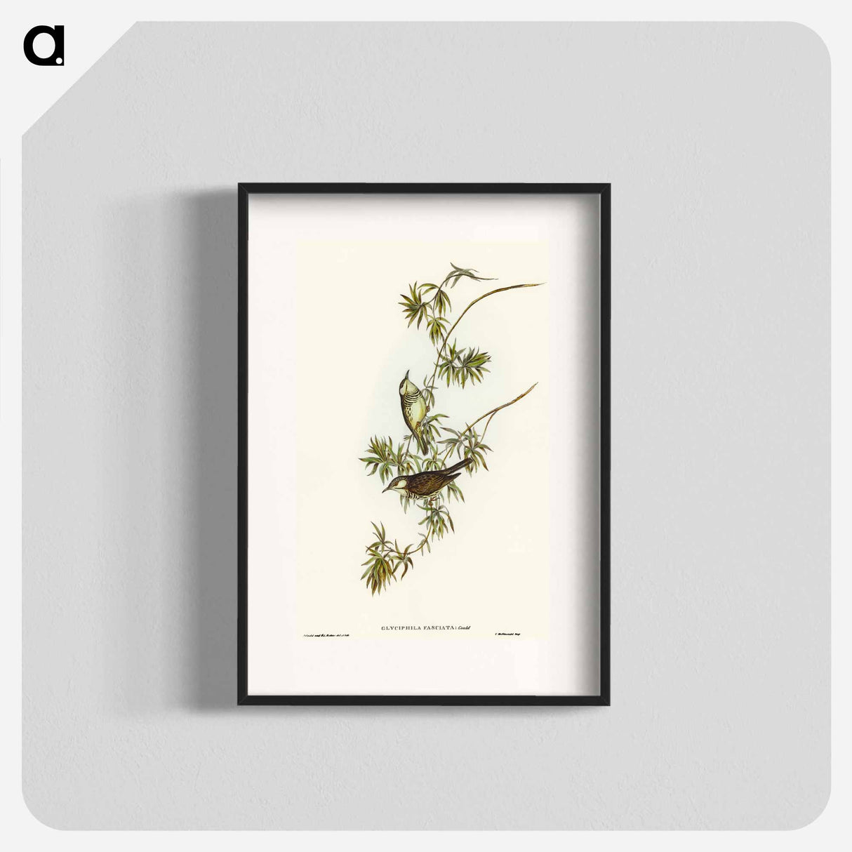 Fasciated Honey-eater
 - オーストラリアの鳥 Poster.