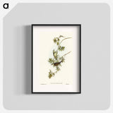 Fasciated Honey-eater
 - オーストラリアの鳥 Poster.